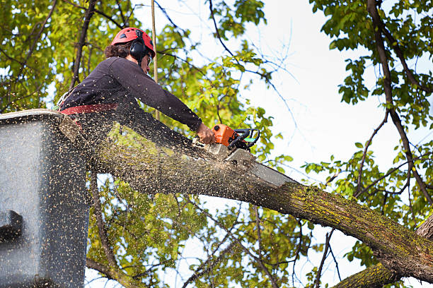 Reliable Maumee, OH Tree Care Solutions